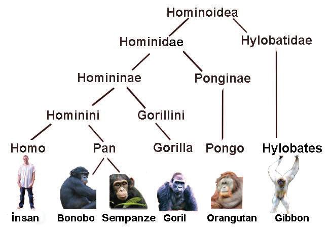 HOMINOIDLER (İNSANSI MAYMUNLAR) ÜST FAMILYASI